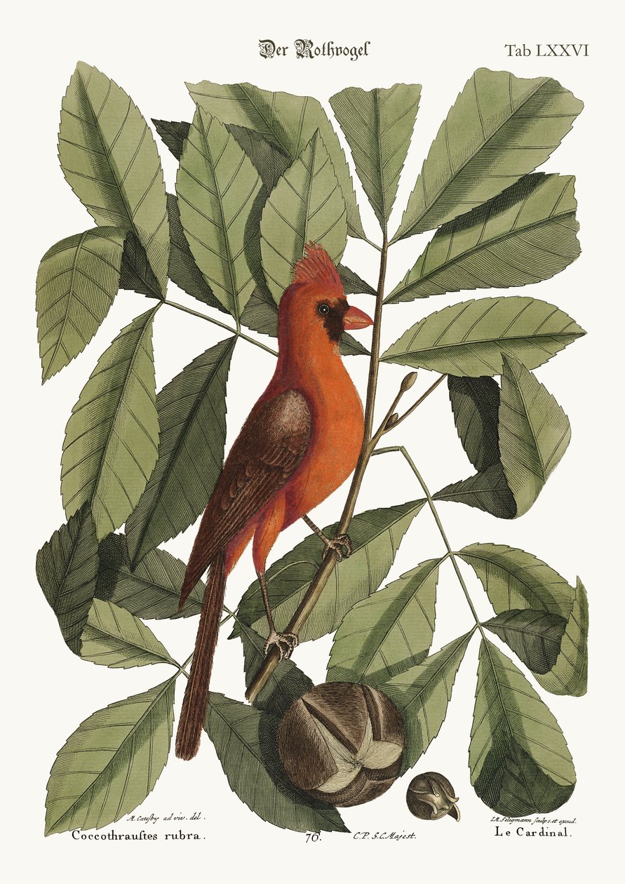 El pájaro rojo, 1749-73 de Mark Catesby