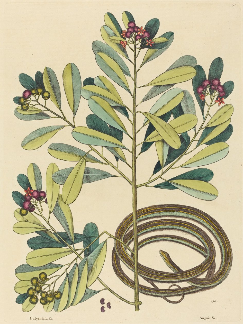 La Serpiente de Cinta (Coluber saurita) de Mark Catesby