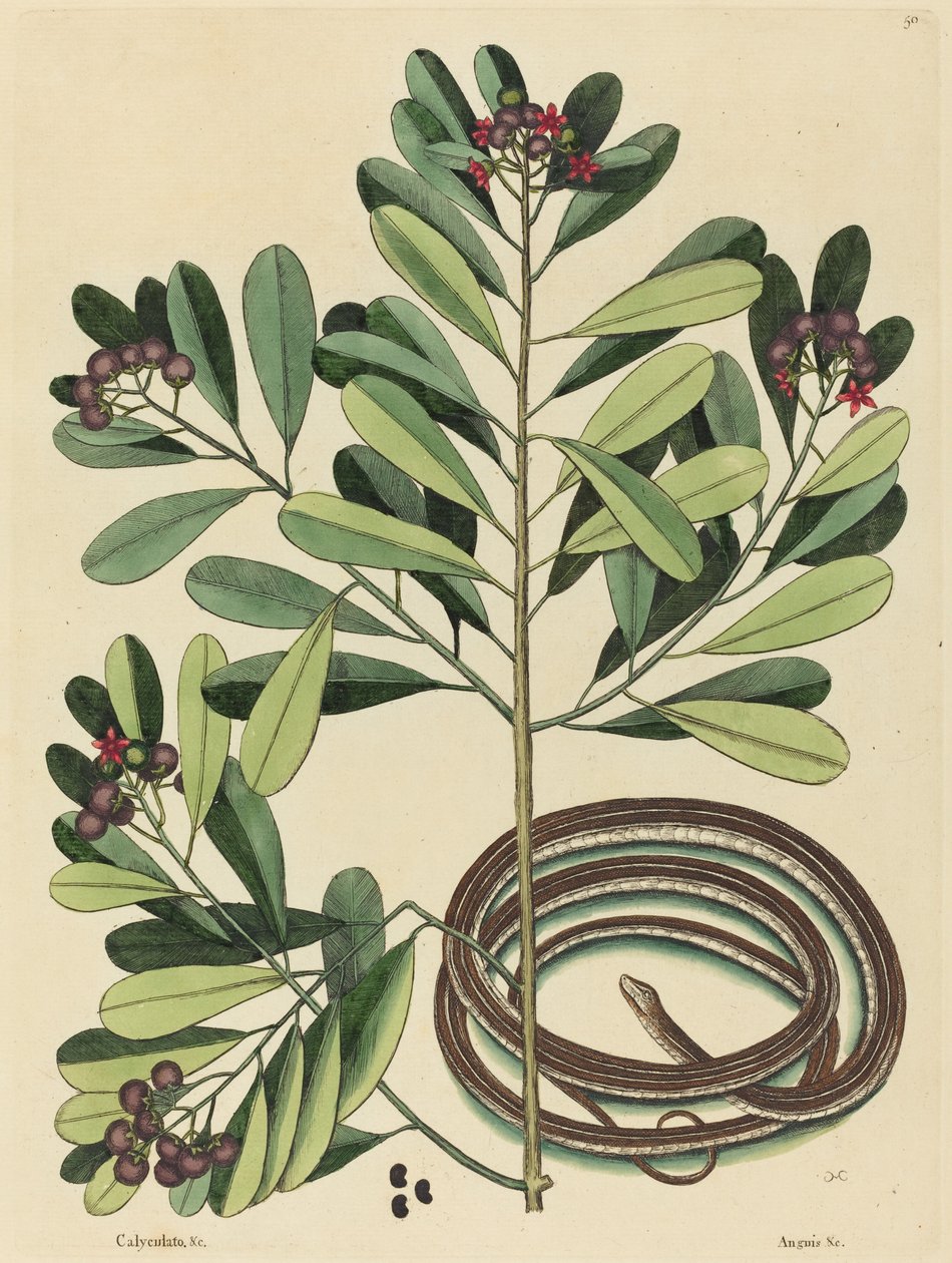 La serpiente de cinta (Coluber saurita) de Mark Catesby