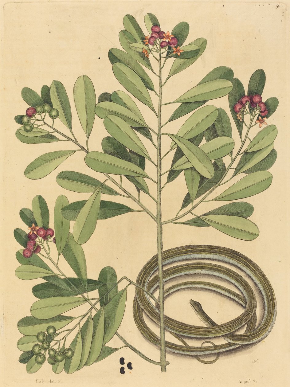 La serpiente de cinta (Coluber saurita) de Mark Catesby