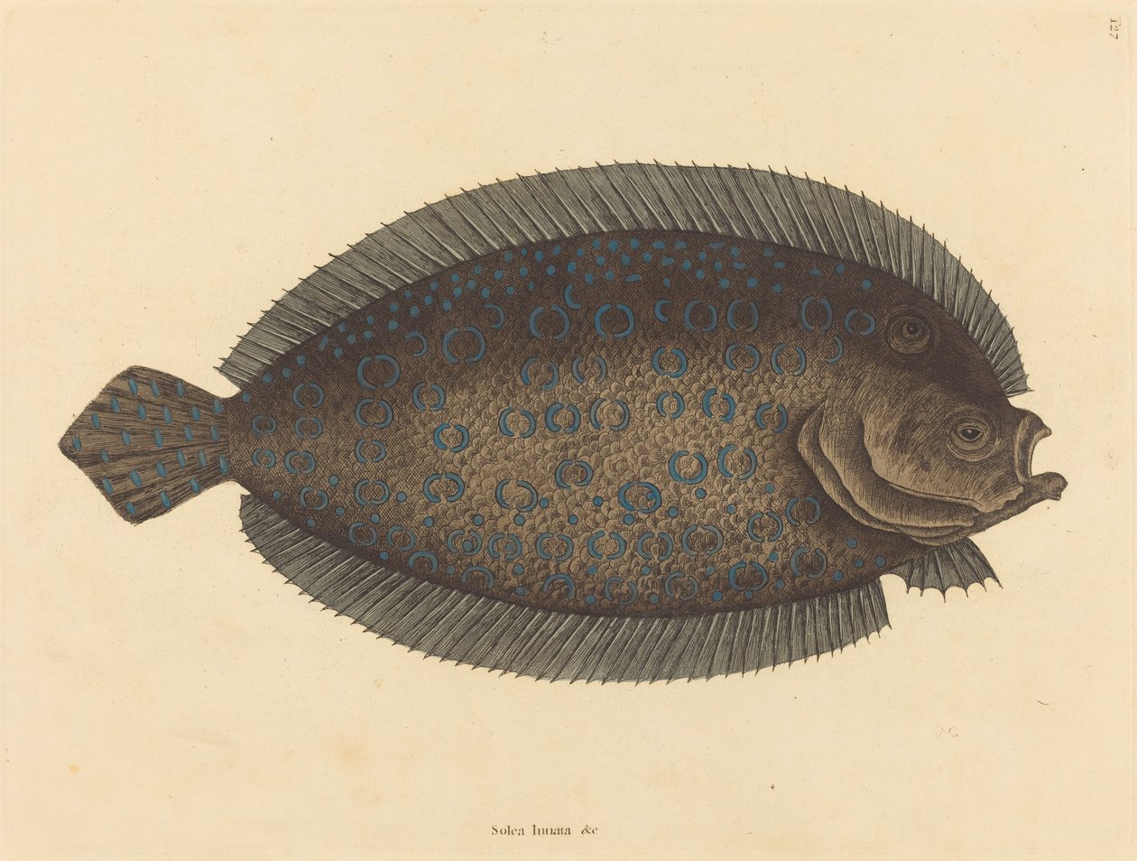 El lenguado (Pleuronectes lunatus) de Mark Catesby