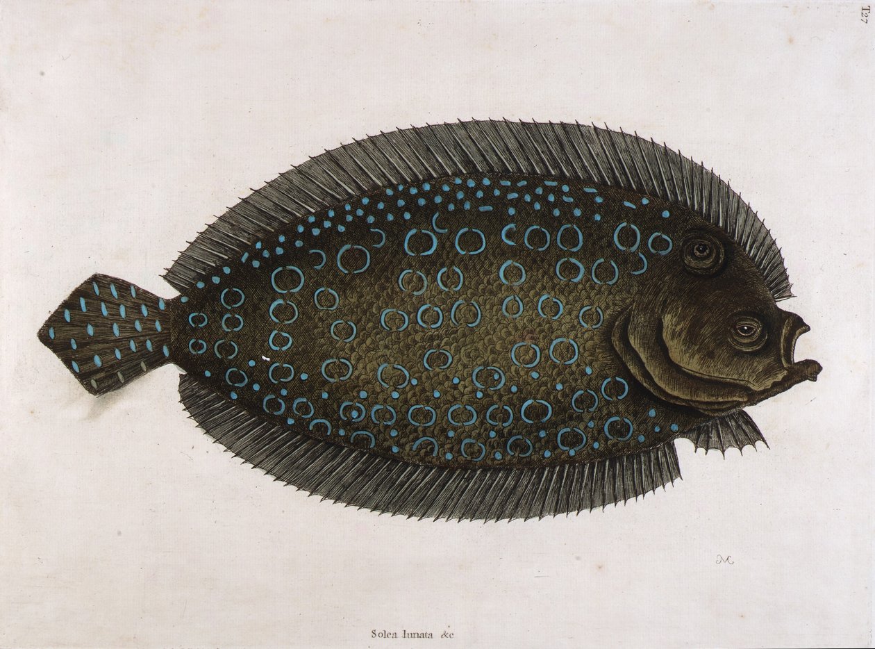 El lenguado (Solea lunata  c) de Mark Catesby