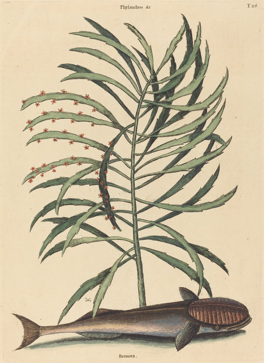 El pez chupador (Echeneis Naucratis) de Mark Catesby