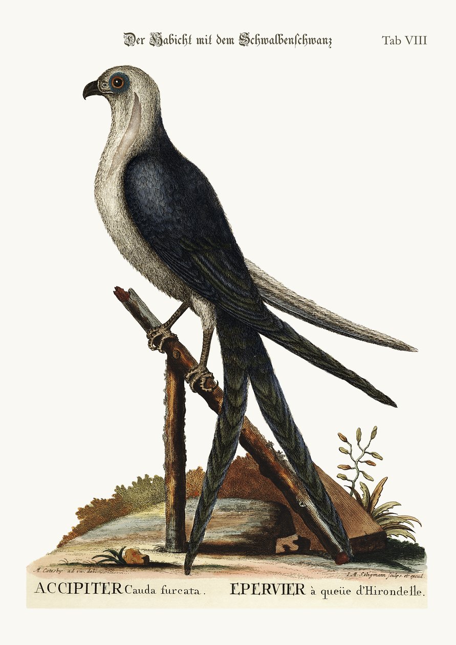 El halcón cola de golondrina, 1749-73 de Mark Catesby