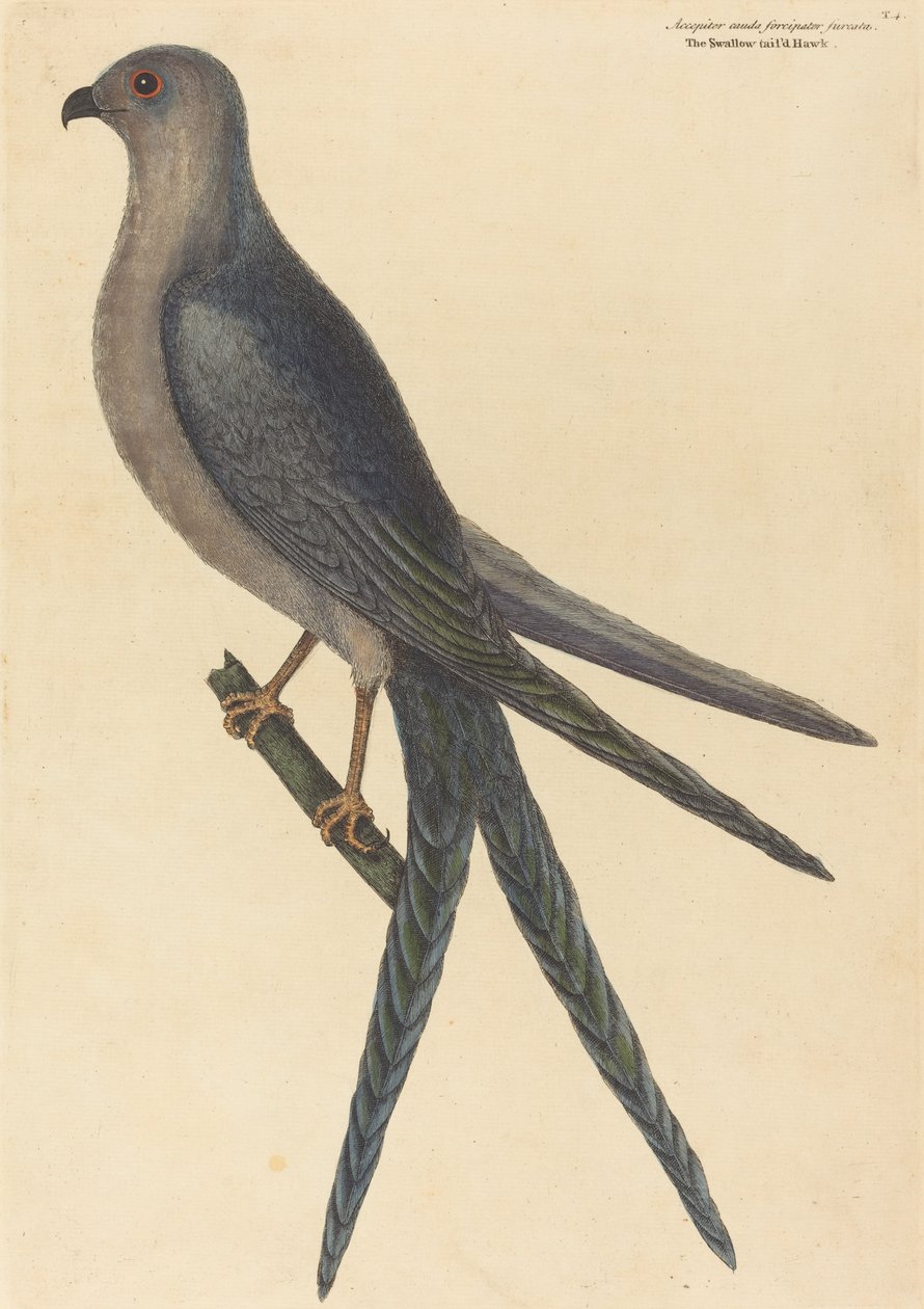El halcón cola de golondrina (Falco furcatus) de Mark Catesby