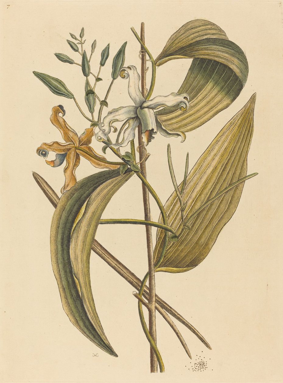 La vainilla Epidendrum Vanilla de Mark Catesby