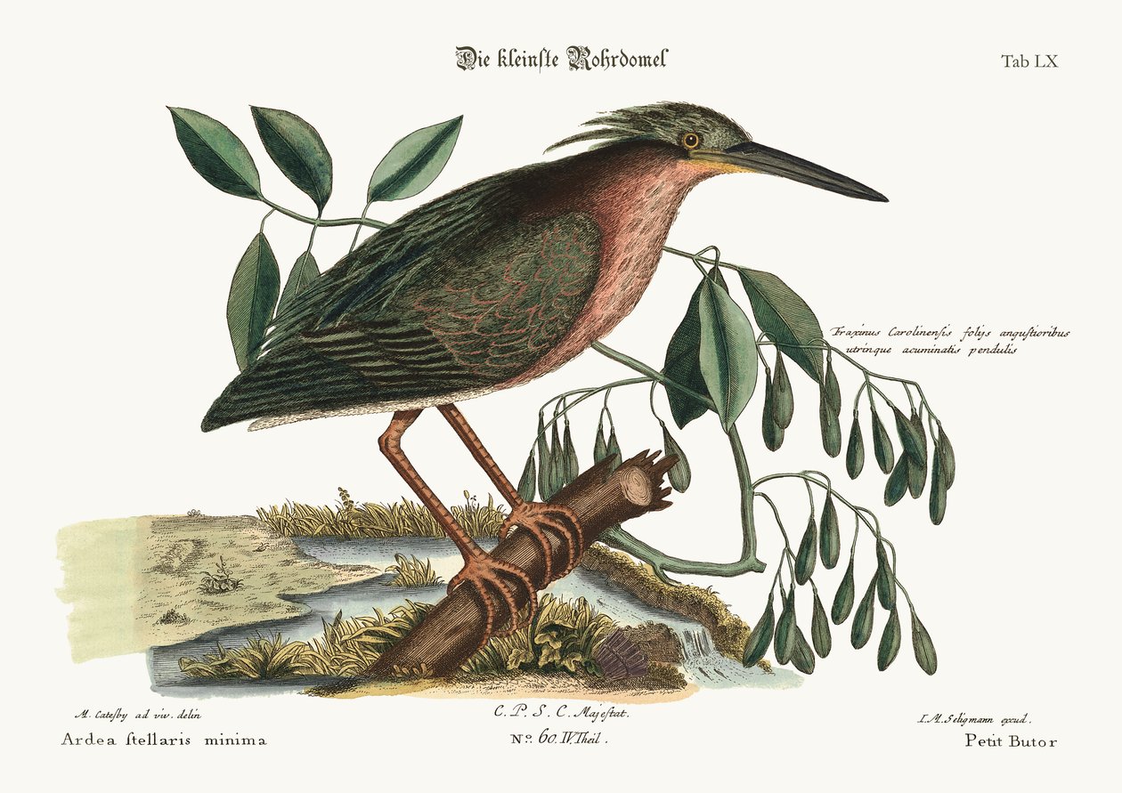 El pequeño avetorillo, 1749-73 de Mark Catesby