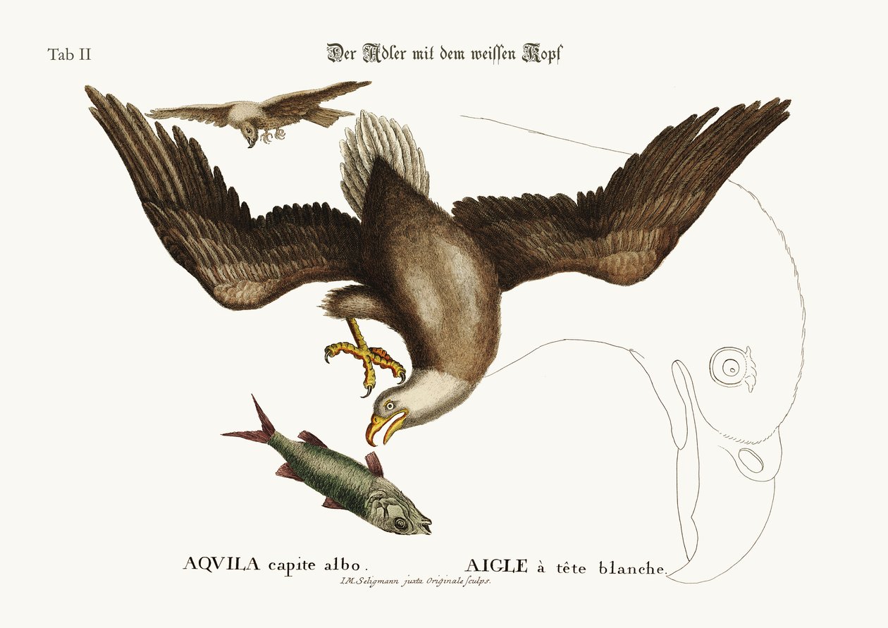 El águila calva, 1749-73 de Mark Catesby