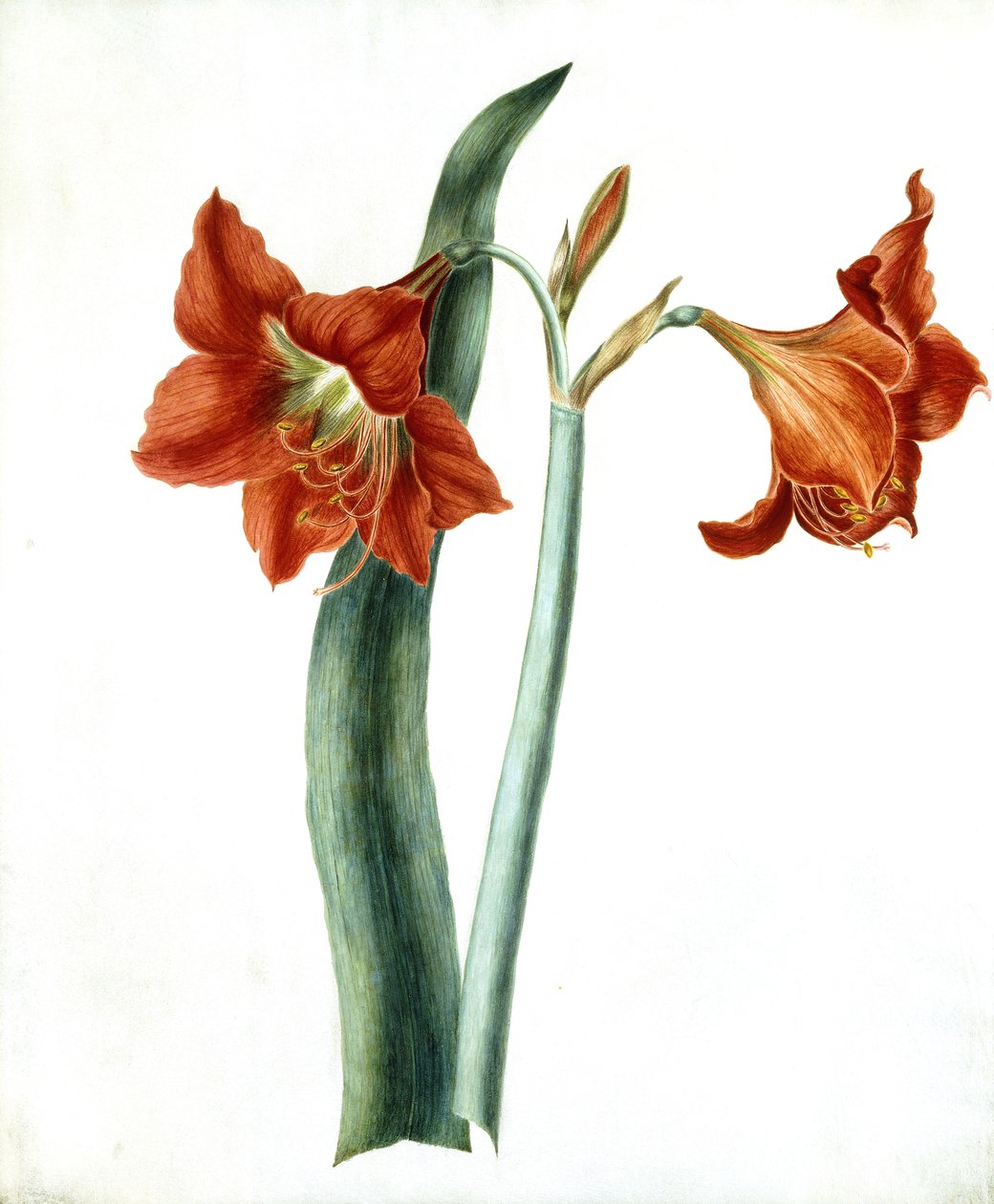 Amarilis, c.1790 de Martha Tuthill