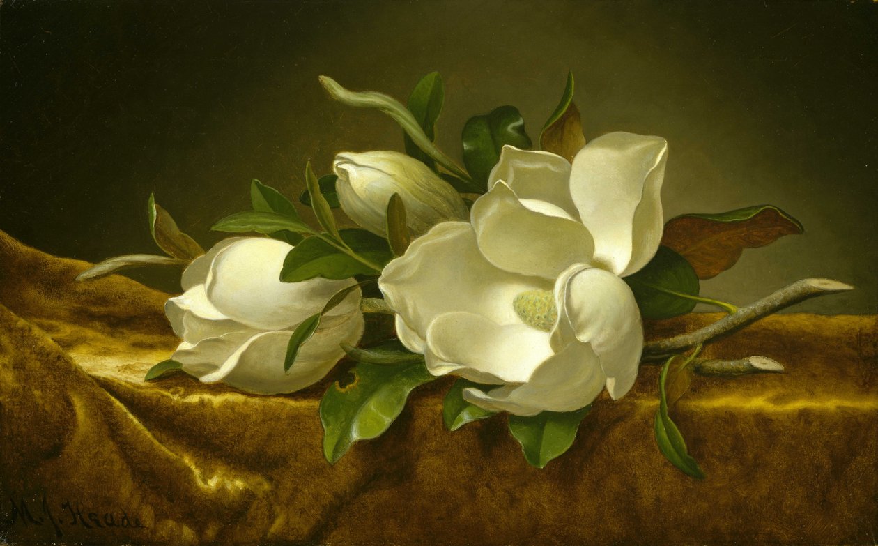 Magnolias sobre tela de terciopelo dorado de Martin Johnson Heade