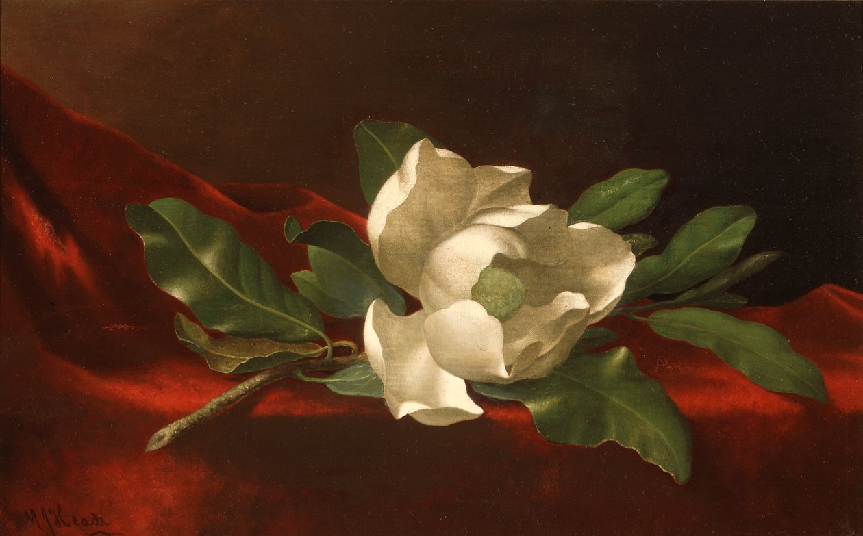 Magnolia de Martin Johnson Heade