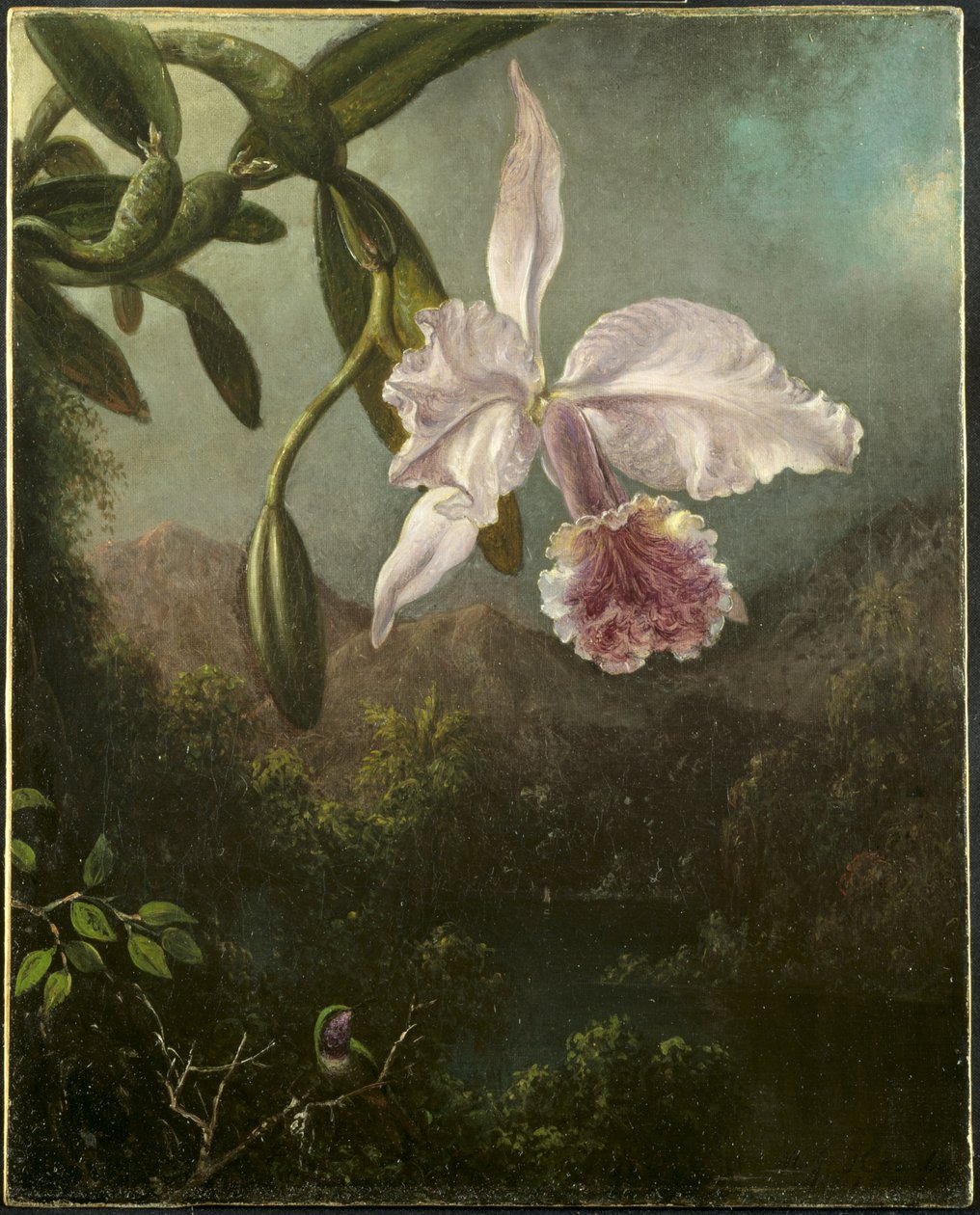Flores de Orquídea de Martin Johnson Heade