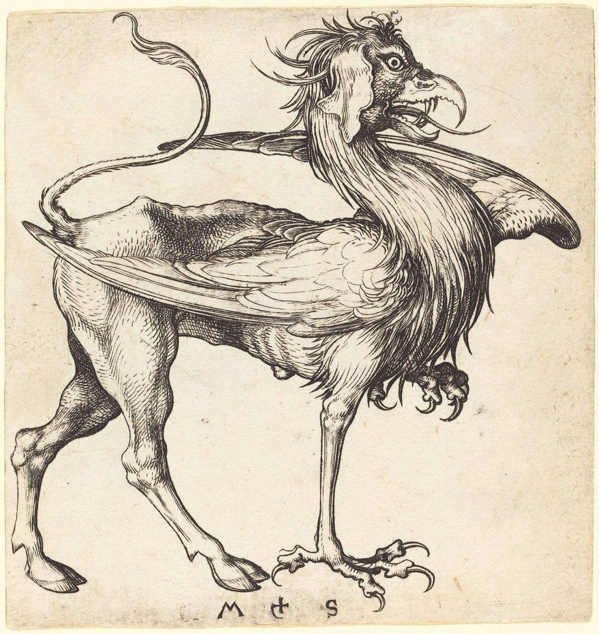 El Grifo de Martin Schongauer