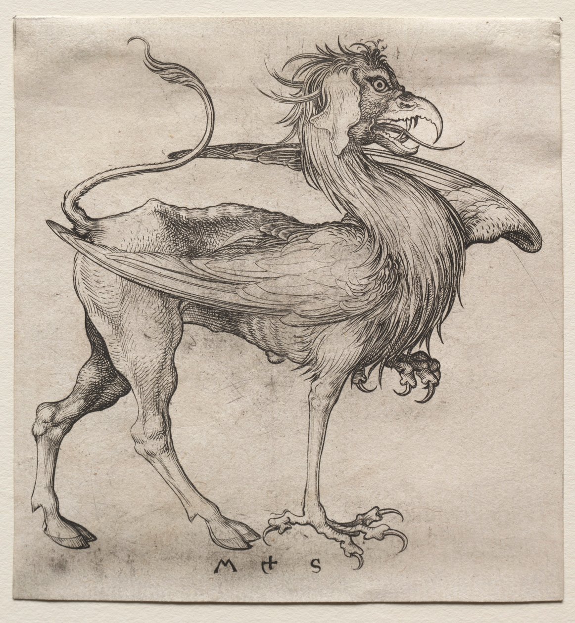 El Grifo, 1400s de Martin Schongauer