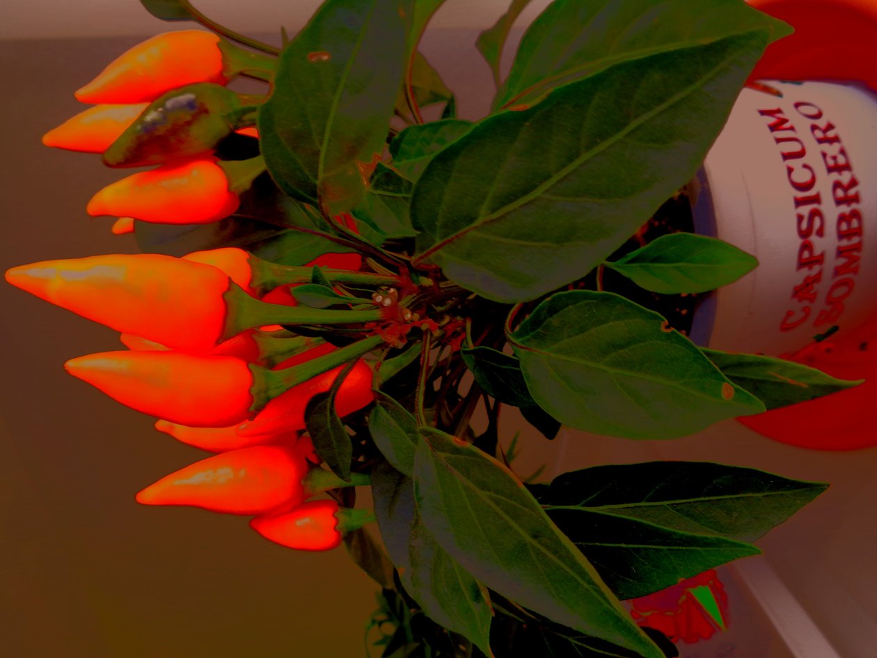 Capsicum de Martina Konitzky