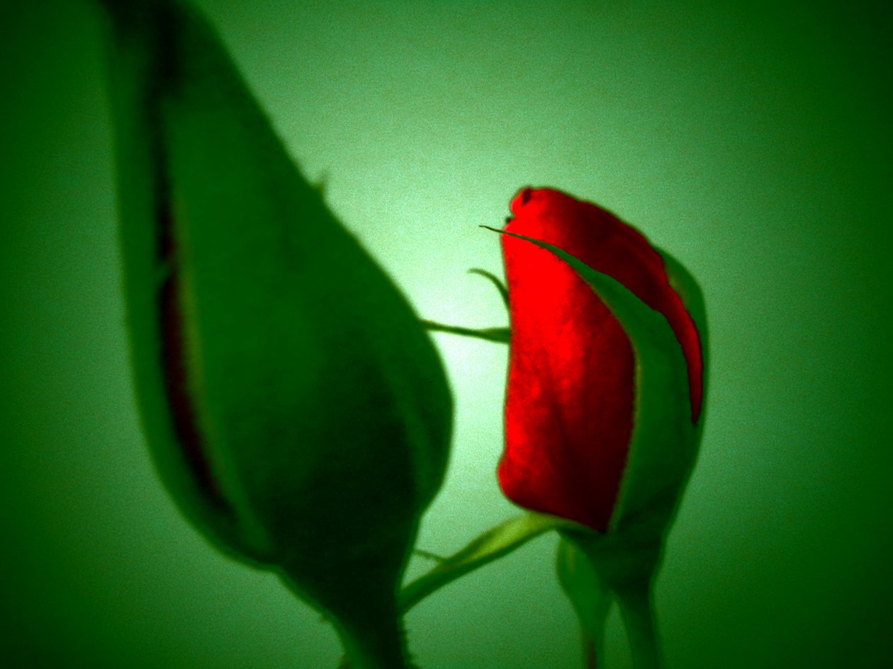 Rojo Verde de Martina Konitzky