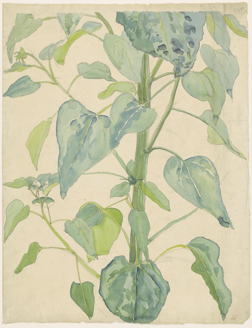 Tallo y hojas de un girasol de Martinus van Andringa