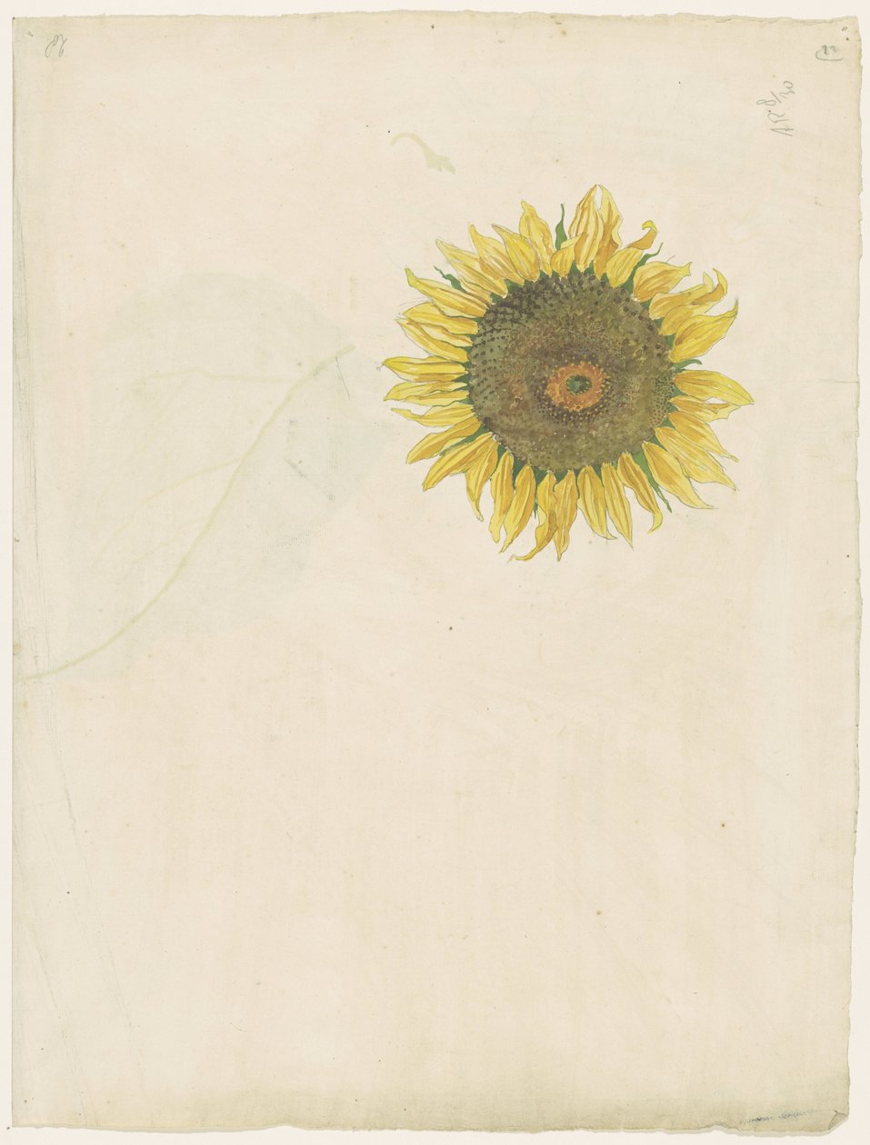 Girasol de Martinus van Andringa