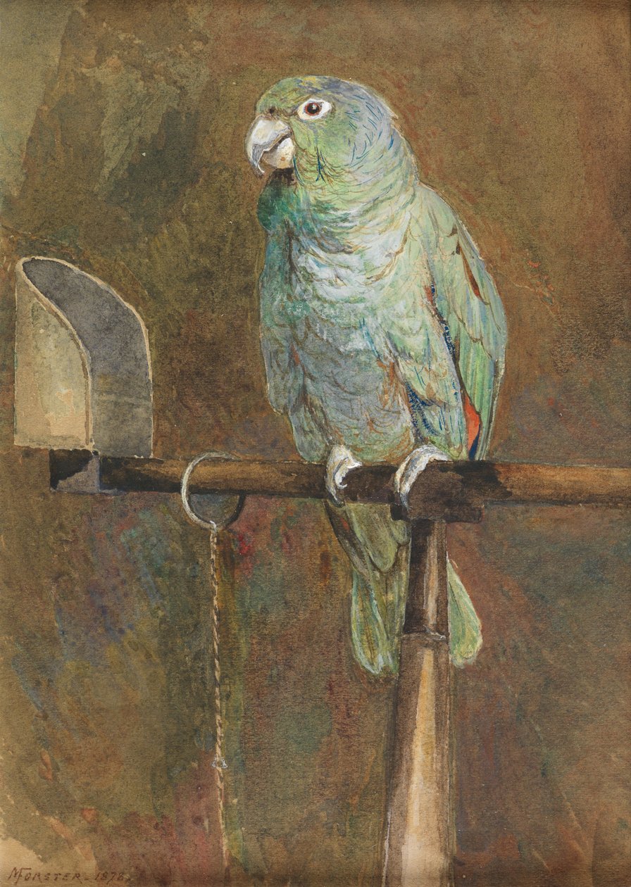 El loro Polly de Mary Forster
