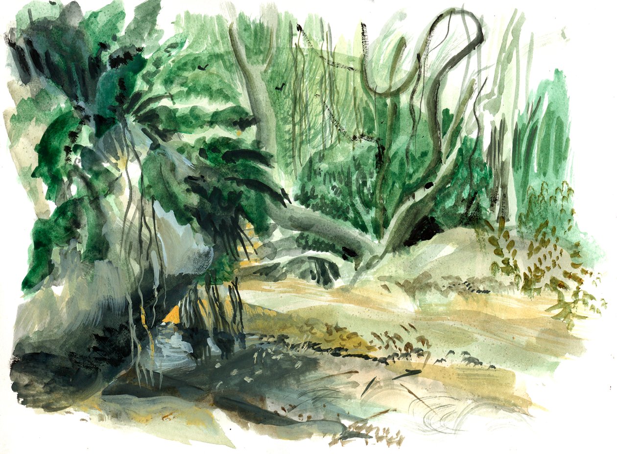 jungla: Tyrona, Colombia de Mary Kuper