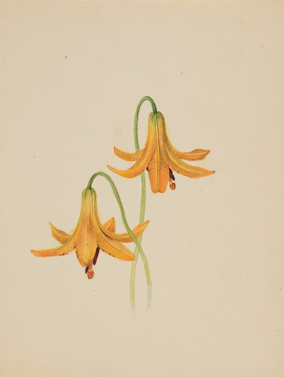 (Sin título--Estudio de flores) de Mary Vaux Walcott