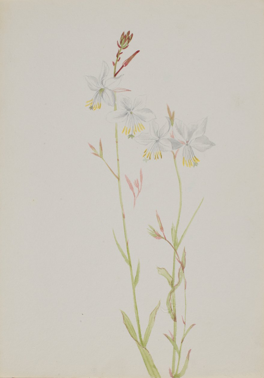 (Sin título--Estudio de flores) de Mary Vaux Walcott