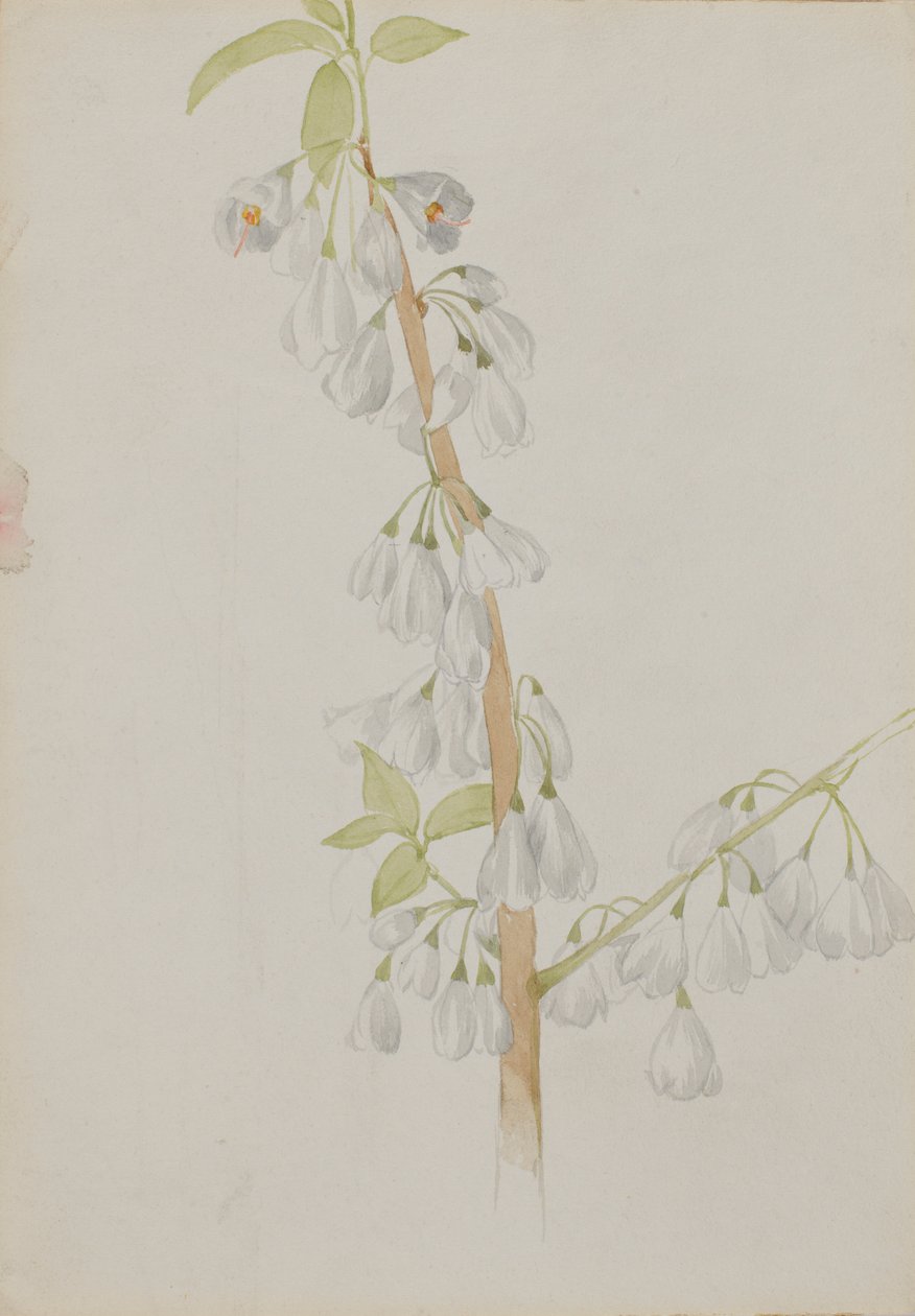 (Sin título--Estudio de flores) de Mary Vaux Walcott