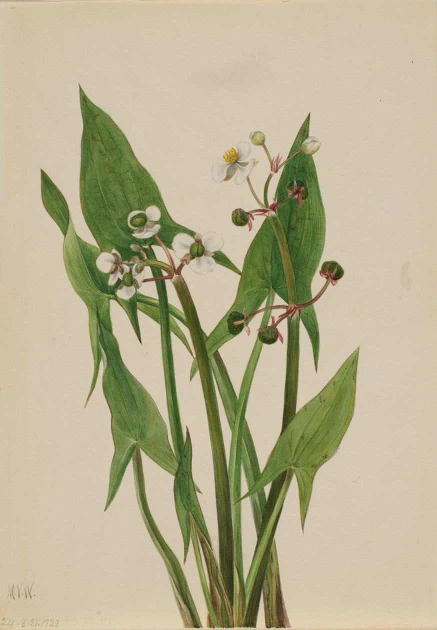 Sagittaria cuneata (Sagittaria cuneata) de Mary Vaux Walcott
