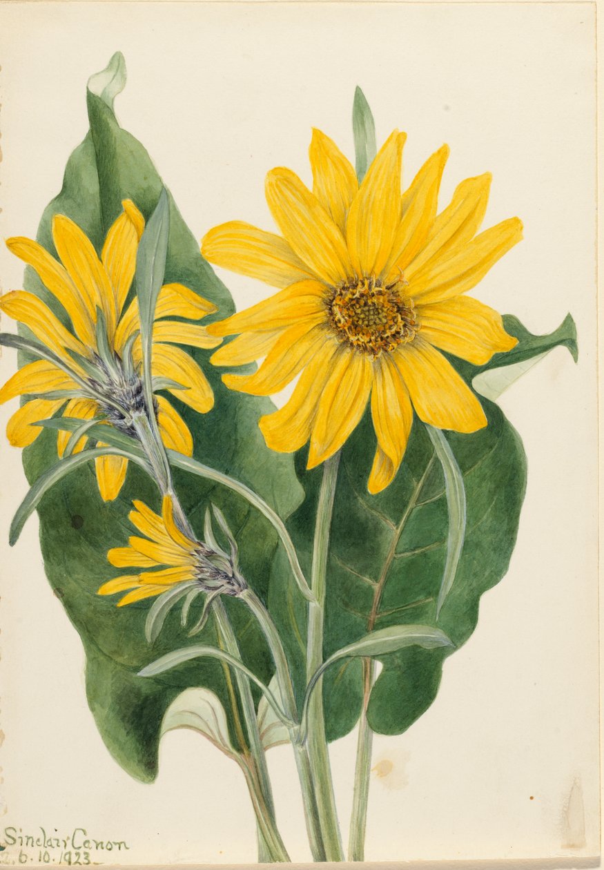 Balsamroot Balsamorhiza sagittata de Mary Vaux Walcott