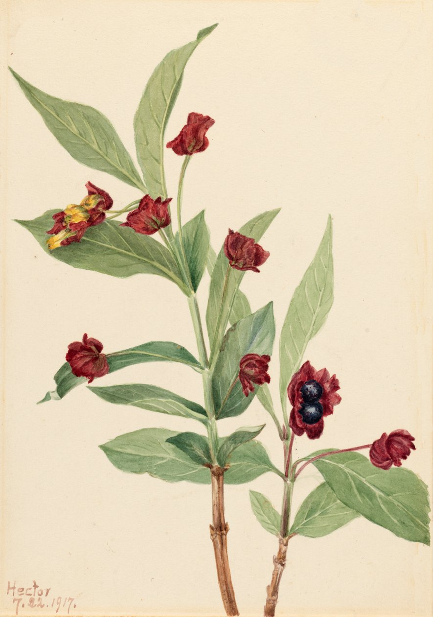 Madreselva de uva ursi Lonicera involucrata, 1917. de Mary Vaux Walcott