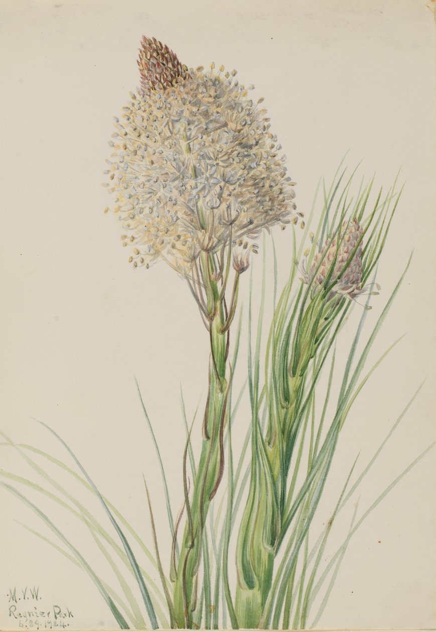 Hierba de oso Xerophyllum tenax, 1924 de Mary Vaux Walcott