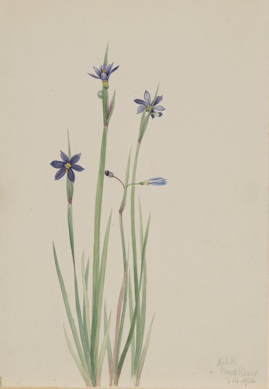 Hierba de ojos azules (Sisyrinchium angustifolium) de Mary Vaux Walcott