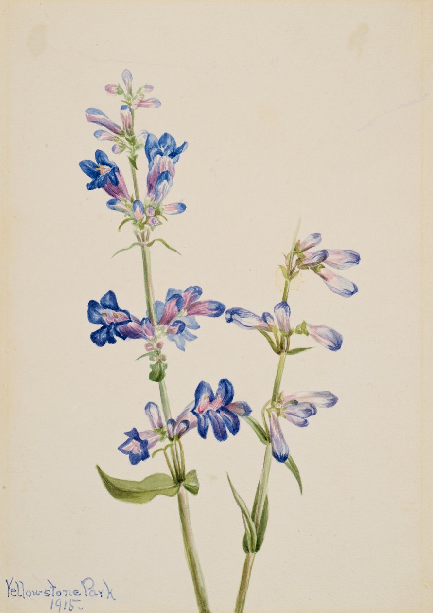 Barba Azul Pentstemon, 1915 de Mary Vaux Walcott