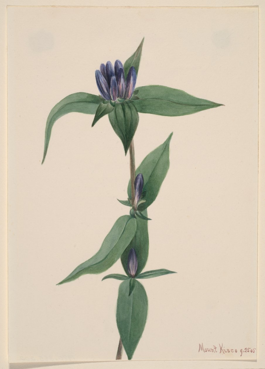 Genciana de botella Gentiana saponaria, 1905 de Mary Vaux Walcott