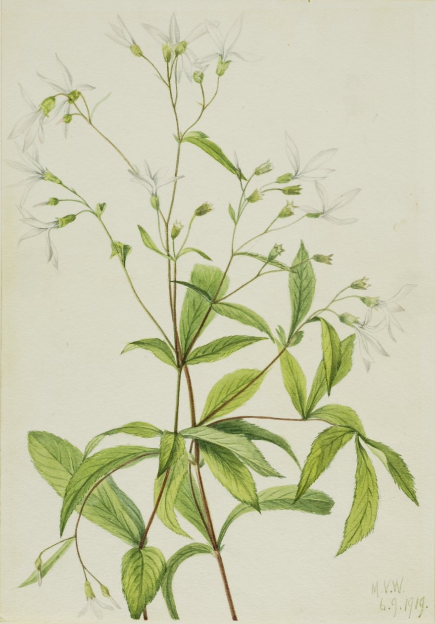 Bowmansroot (Porteranthus trifoliatus) de Mary Vaux Walcott