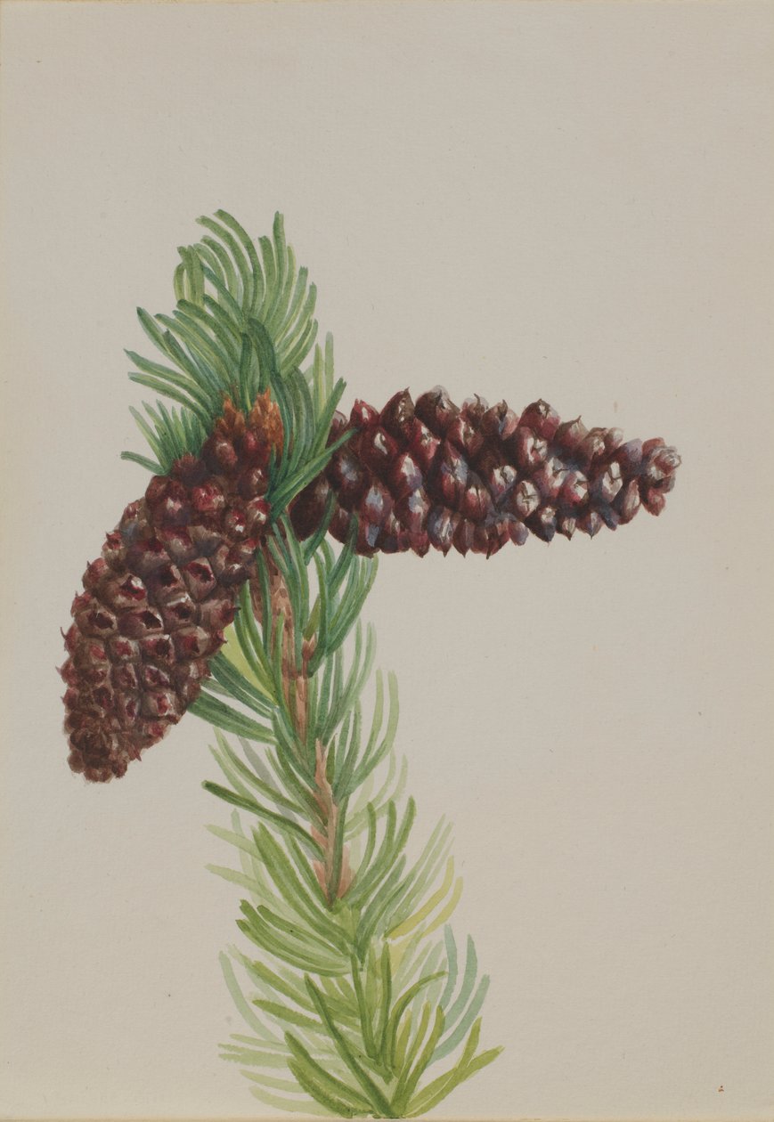 Pino carrasco (Pinus aristata) de Mary Vaux Walcott
