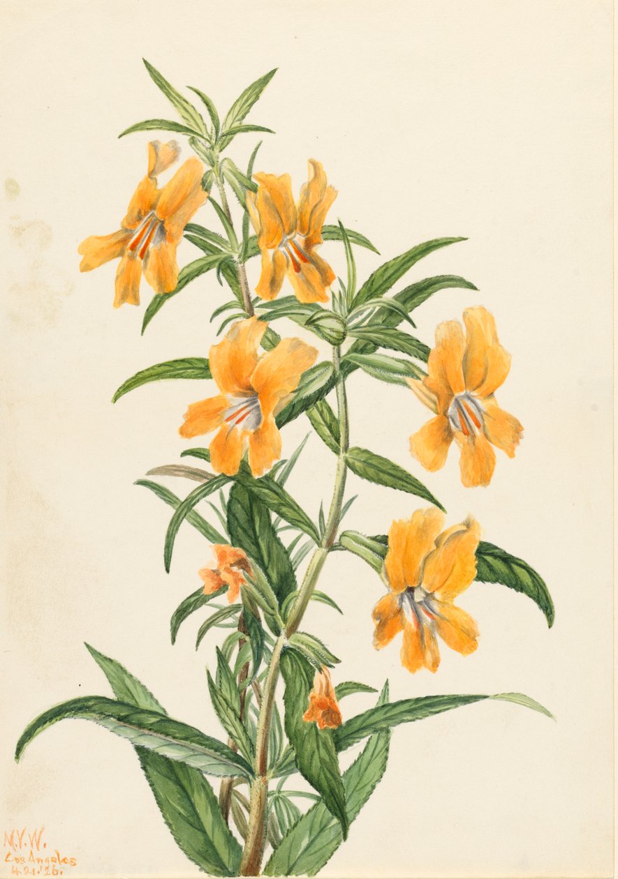 Flor de mono buff Diplacus longiflorus de Mary Vaux Walcott