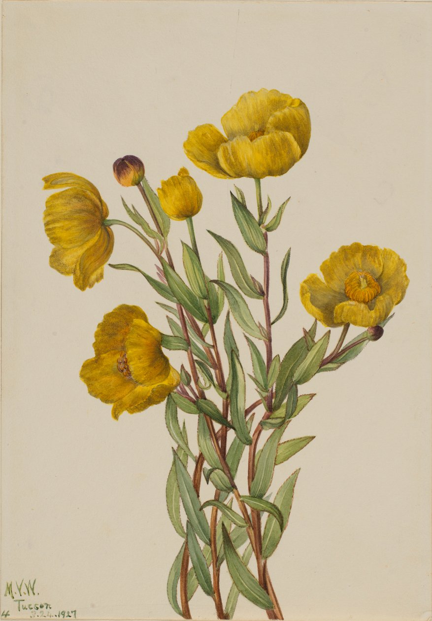 Adelfilla (Dendromecon rigidum) de Mary Vaux Walcott