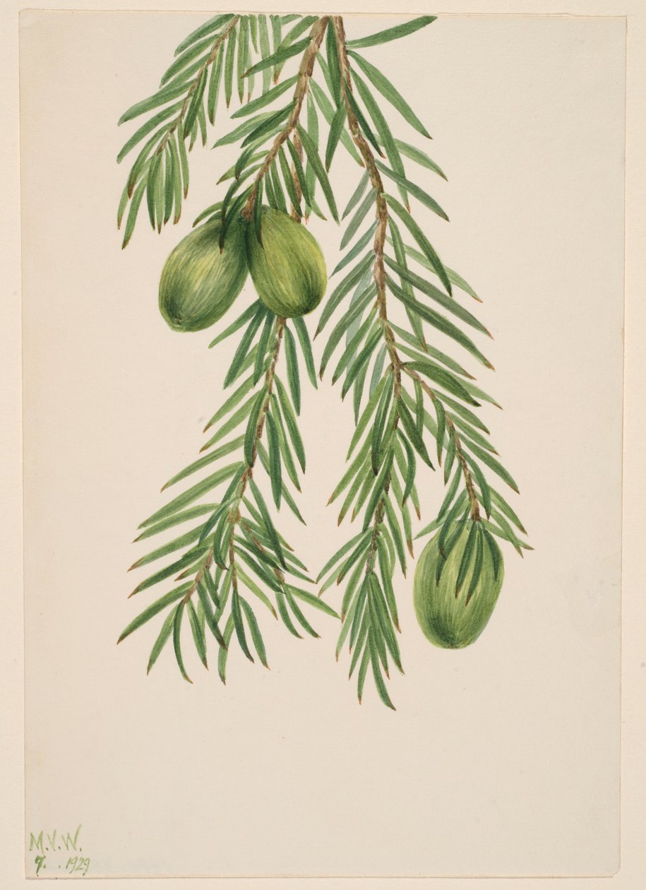Nuez moscada de California (Tumion californicum) de Mary Vaux Walcott