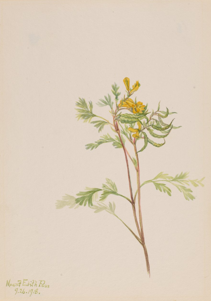 Capnoides aureum de Mary Vaux Walcott