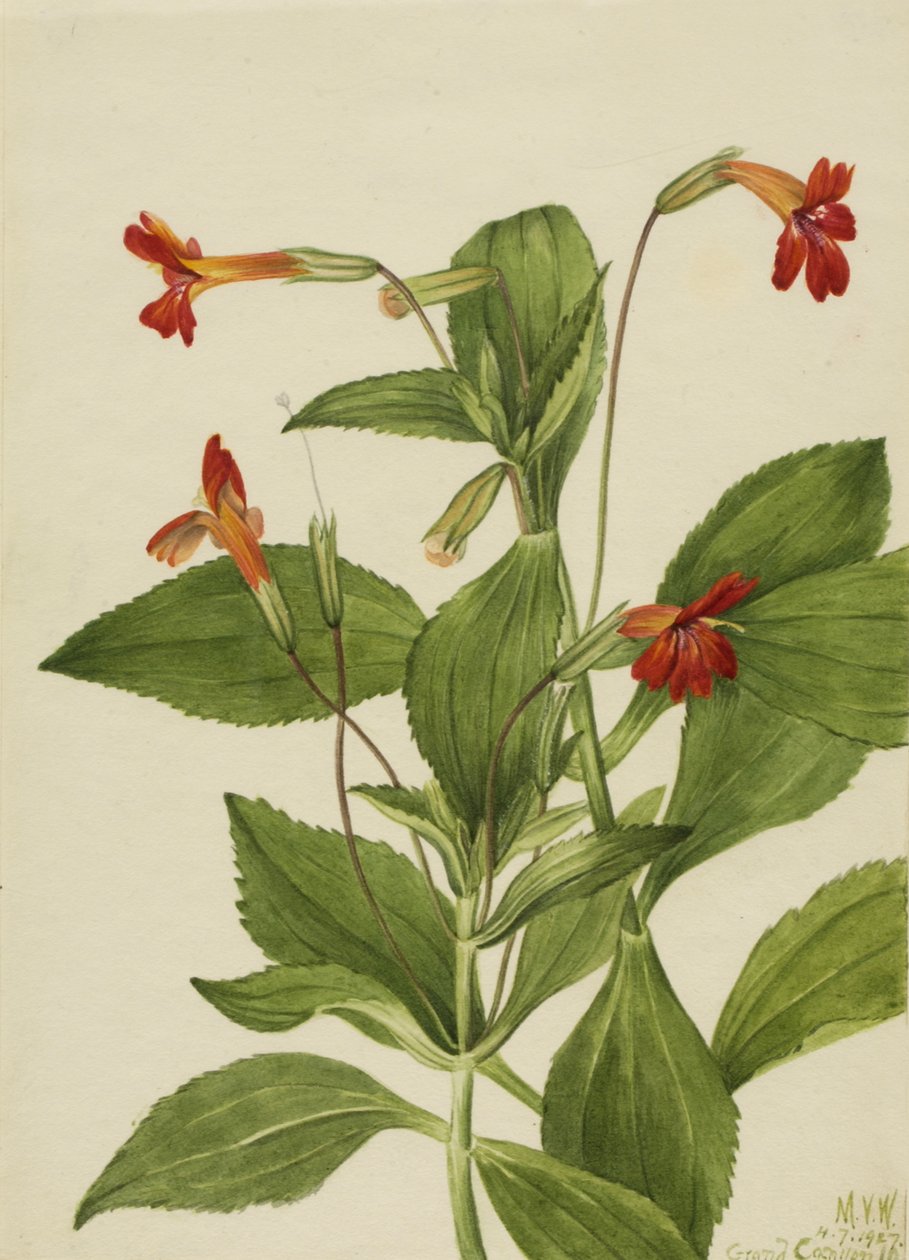 Flor de mono cardenal Mimulus cardinalis, 1927 de Mary Vaux Walcott