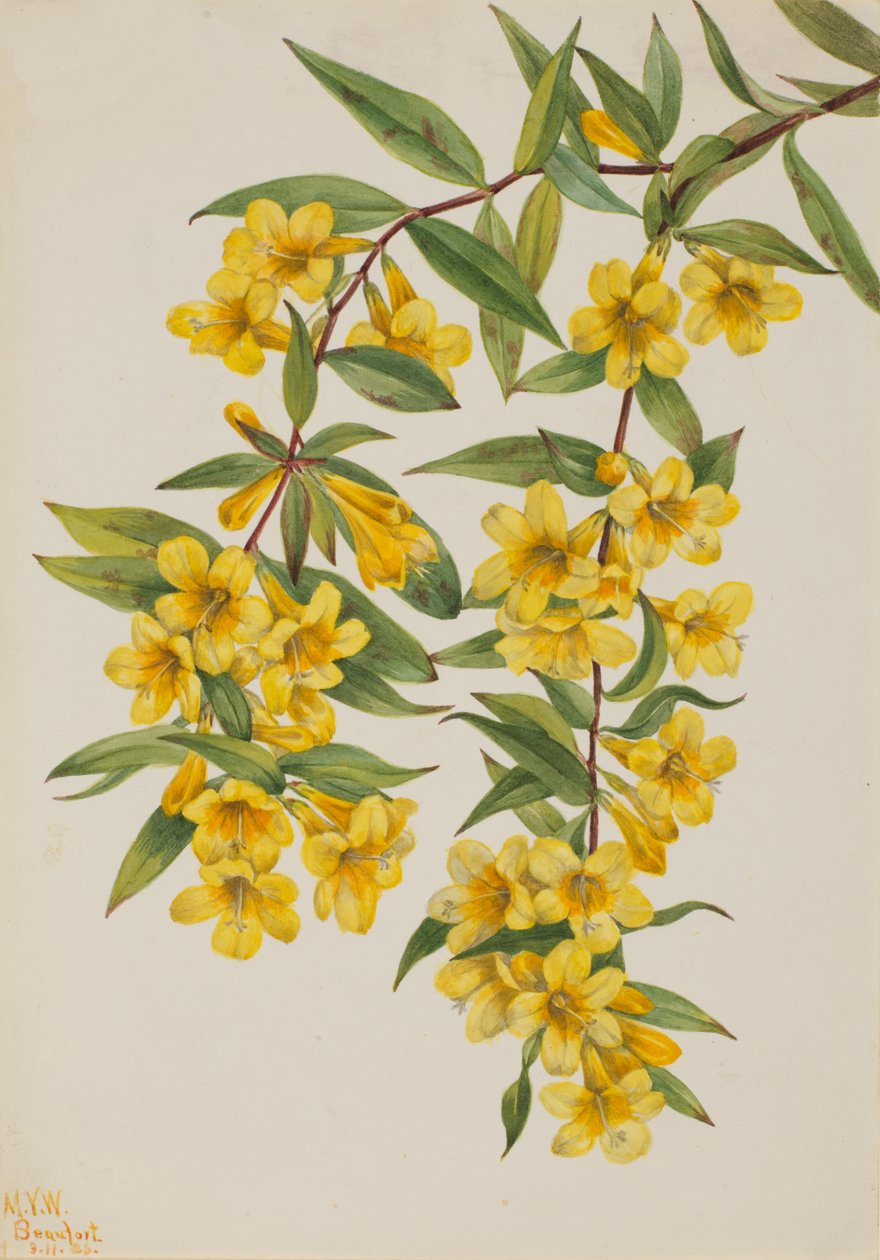 Jazmín de Carolina Gelsemium sempervirens, 1926 de Mary Vaux Walcott