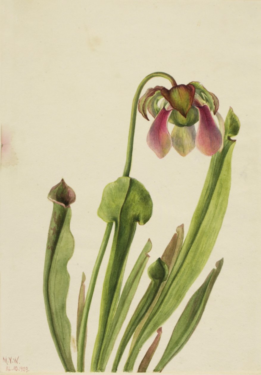 Planta jarra de Catesby Sarracenia catesaei de Mary Vaux Walcott