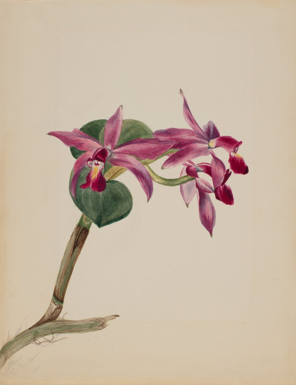 Cattlaya superbus de Mary Vaux Walcott