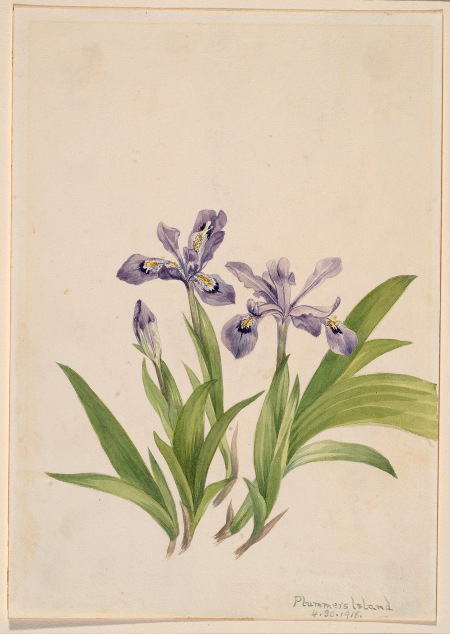 Lirio crestado (Iris cristata) de Mary Vaux Walcott