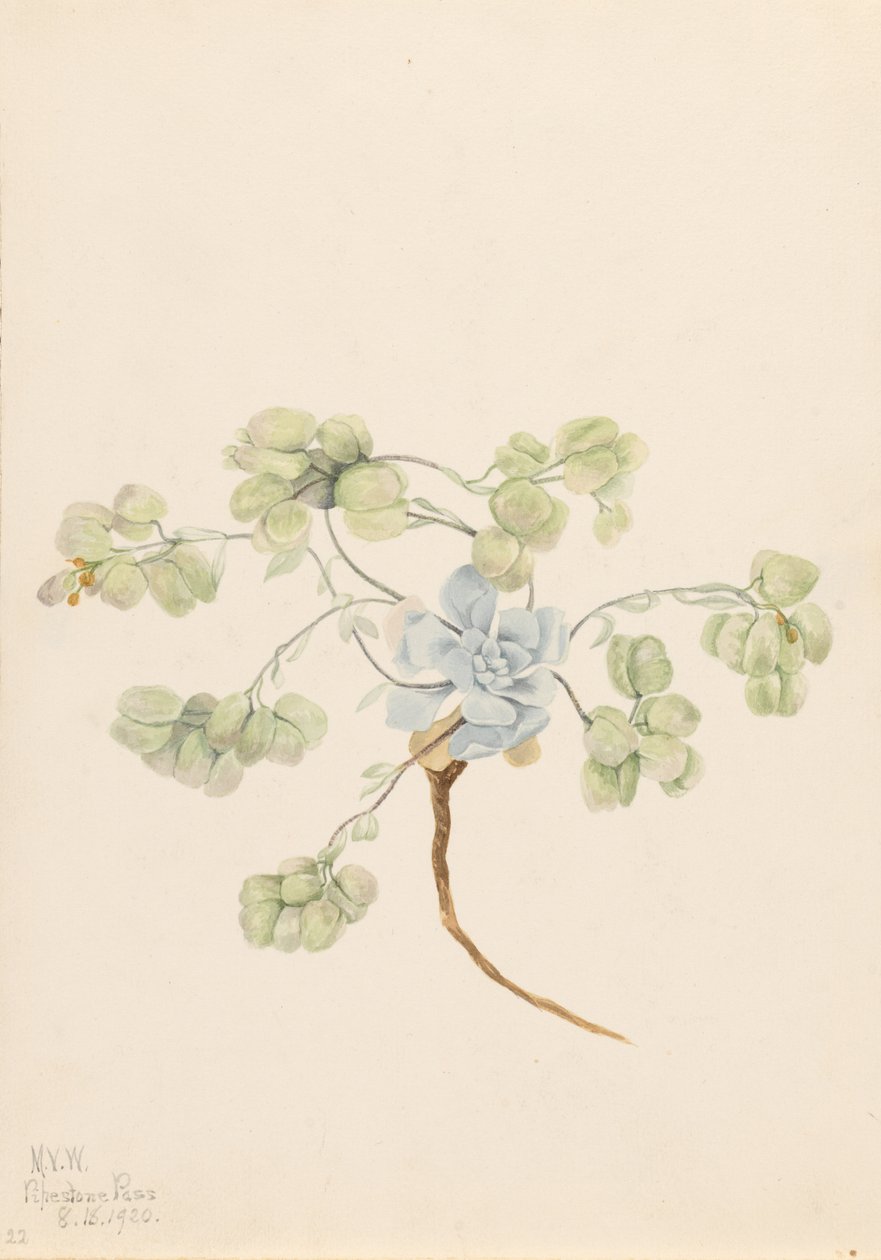 Physaria didymocarpa (Physaria didymocarpa) de Mary Vaux Walcott