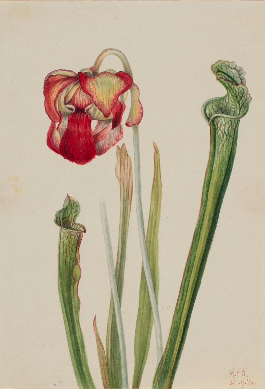 Sarracenia drummondii (Sarracenia drummondii) de Mary Vaux Walcott