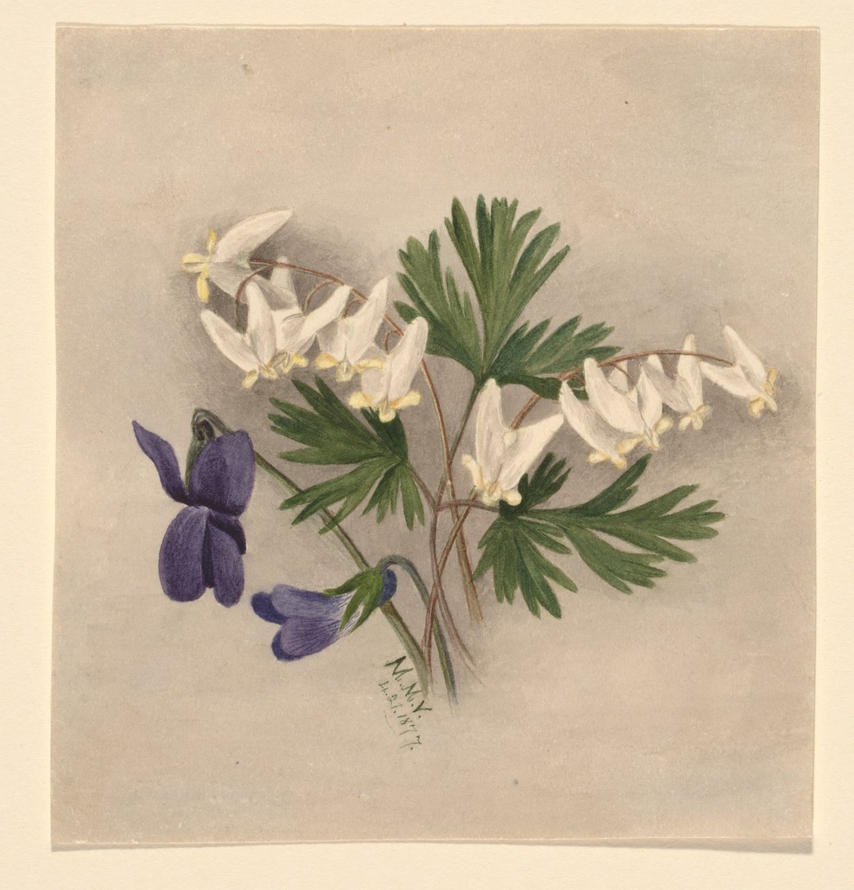 Calzones de holandés (Bikukulla cucullaria) de Mary Vaux Walcott