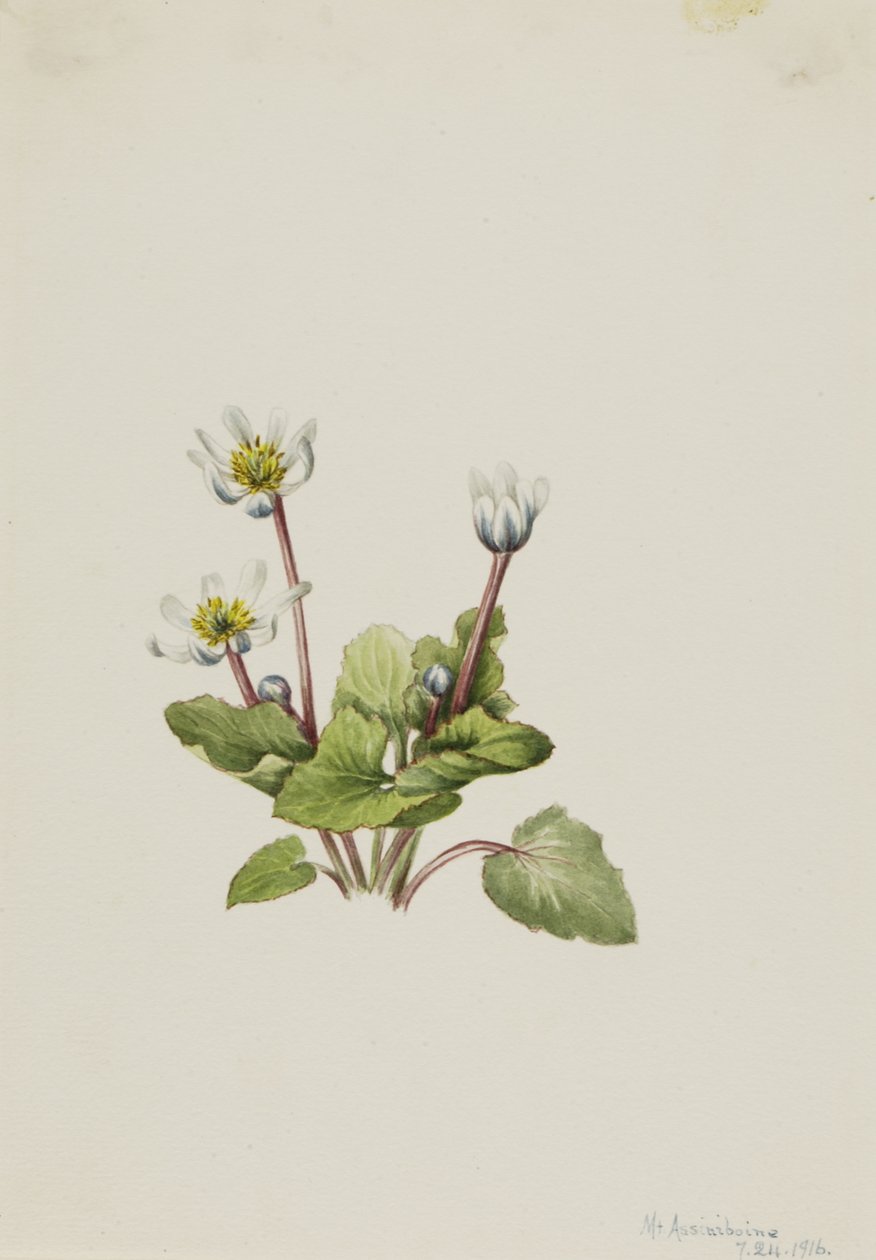 Elkslip Caltha leptosepala de Mary Vaux Walcott
