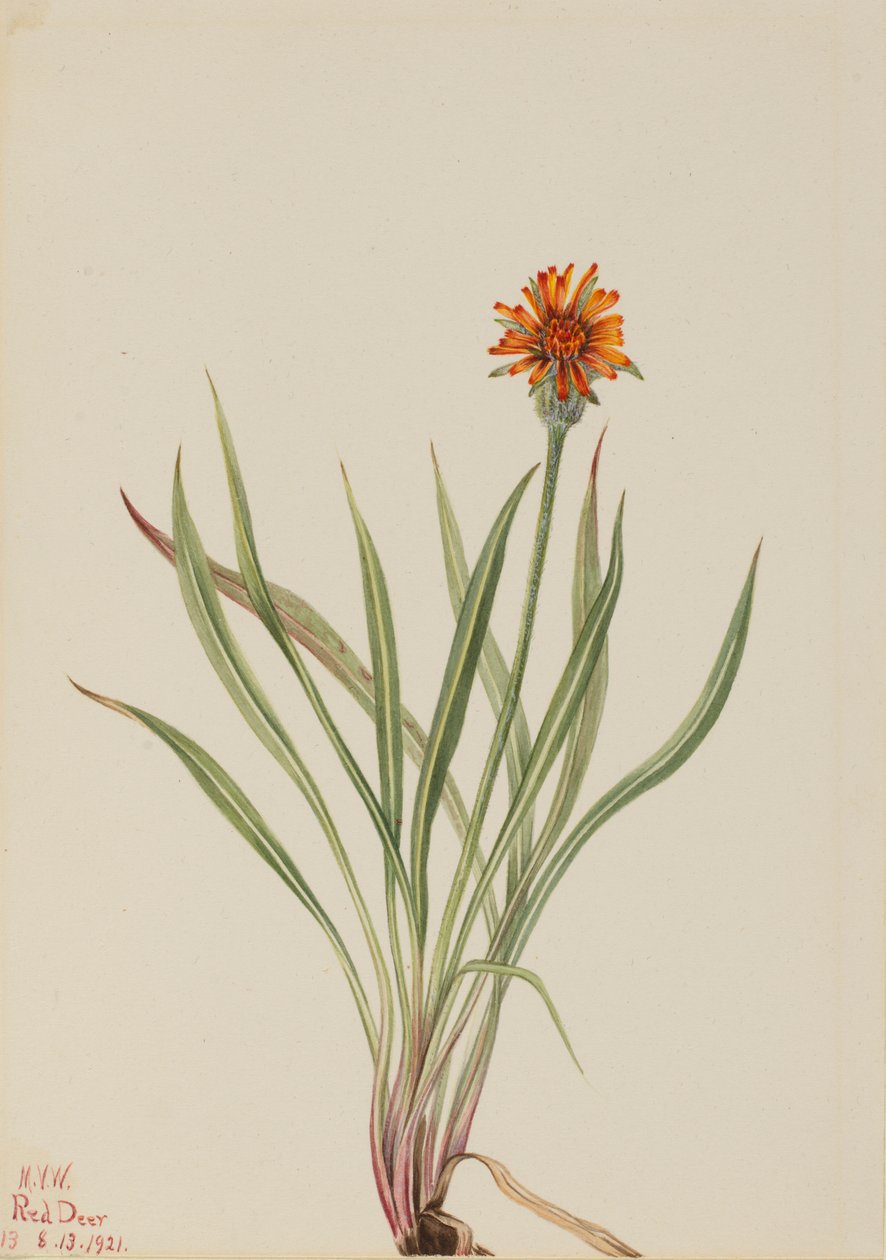 Falso diente de león (Agoseris aurantiaca) de Mary Vaux Walcott